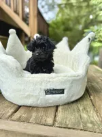 Little Miss, a female Yorkshire Terrier and Poodle - Toy  for sale in Fenton, MI – Photo 6 of 10