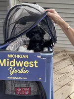 Little Miss, a female Yorkshire Terrier and Poodle - Toy  for sale in Fenton, MI – Photo 9 of 10