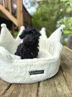 Little Miss, a female Yorkshire Terrier and Poodle - Toy  for sale in Fenton, MI – Photo 3 of 10