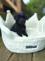 Little Miss, a female Yorkshire Terrier and Poodle - Toy  for sale in Fenton, MI – Photo 5 of 10