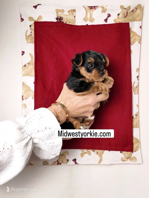 Clark – Yorkshire Terrier, Poodle - Toy  puppy for sale in Fenton, MI