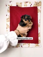 Clark, a male Yorkshire Terrier and Poodle - Toy  for sale in Fenton, MI – 1 of 4