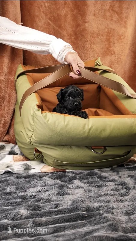 Junie – Yorkshire Terrier, Poodle - Toy  puppy for sale in Fenton, MI