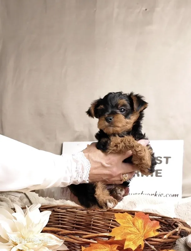 Teddy – Yorkshire Terrier, Poodle - Toy  puppy for sale in Fenton, MI