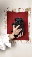 Cooper, a male Yorkshire Terrier and Poodle - Toy  for sale in Fenton, MI – 2 of 3
