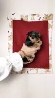 Clark, a male Yorkshire Terrier and Poodle - Toy  for sale in Fenton, MI – 4 of 4