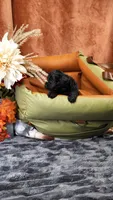 Junie, a female Yorkshire Terrier and Poodle - Toy  for sale in Fenton, MI – 6 of 8