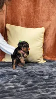 Manni , a male Yorkipoo for sale in Fenton, MI – 9 of 10