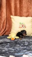 Manni , a male Yorkipoo for sale in Fenton, MI – 7 of 10