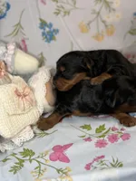 Bear, a male Yorkipoo for sale in Fenton, MI – Photo 3 of 5