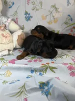 Bear, a male Yorkipoo for sale in Fenton, MI – Photo 2 of 5