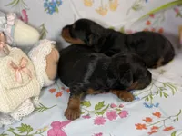 Bear, a male Yorkipoo for sale in Fenton, MI – Photo 4 of 5