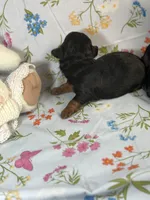 Bear, a male Yorkipoo for sale in Fenton, MI – Photo 5 of 5