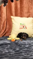 Manni , a male Yorkipoo for sale in Fenton, MI – 6 of 10