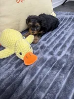 Manni , a male Yorkipoo for sale in Fenton, MI – 4 of 10