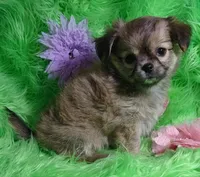 AKC Lainee LC, a female Chihuahua for sale in Emory, TX – Photo 6 of 6