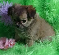 AKC Lainee LC, a female Chihuahua for sale in Emory, TX – Photo 2 of 6