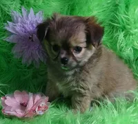 AKC Lainee LC, a female Chihuahua for sale in Emory, TX – Photo 3 of 6