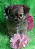 AKC Lainee LC, a female Chihuahua for sale in Emory, TX – Photo 4 of 6