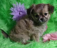 AKC Lainee LC, a female Chihuahua for sale in Emory, TX – Photo 5 of 6