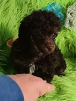 Axel, a male Poodle - Toy  for sale in Emory, TX – Photo 2 of 9