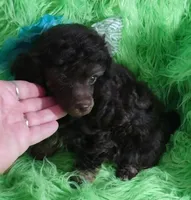 Axel, a male Poodle - Toy  for sale in Emory, TX – Photo 8 of 9