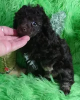 Axel, a male Poodle - Toy  for sale in Emory, TX – Photo 7 of 9