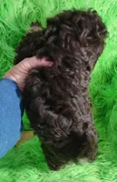 Axel, a male Poodle - Toy  for sale in Emory, TX – Photo 6 of 9