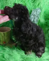 Axel, a male Poodle - Toy  for sale in Emory, TX – Photo 5 of 9