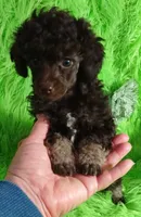Axel, a male Poodle - Toy  for sale in Emory, TX – Photo 4 of 9