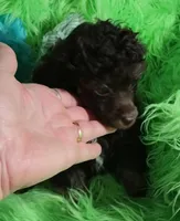 Axel, a male Poodle - Toy  for sale in Emory, TX – Photo 3 of 9