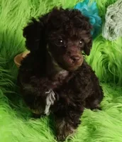Axel, a male Poodle - Toy  for sale in Emory, TX – Photo 1 of 9