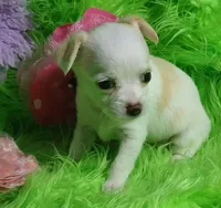 Aurora, a female Chorkie for sale in Emory, TX – Photo 4 of 10