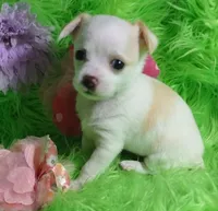 Aurora, a female Chorkie for sale in Emory, TX – Photo 8 of 10