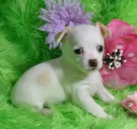 Aurora, a female Chorkie for sale in Emory, TX – Photo 3 of 10