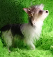 Aurora, a female Chorkie for sale in Emory, TX – Photo 9 of 10