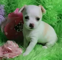 Aurora, a female Chorkie for sale in Emory, TX – Photo 5 of 10