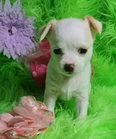 Aurora, a female Chorkie for sale in Emory, TX – Photo 2 of 10