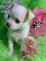 Aurora, a female Chorkie for sale in Emory, TX – Photo 1 of 10