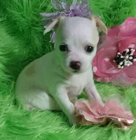 Aurora, a female Chorkie for sale in Emory, TX – Photo 6 of 10