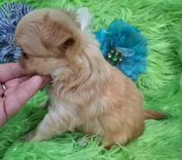 AKC Connor Long Coat, a male Chihuahua for sale in Emory, TX – Photo 6 of 10