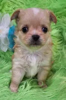 AKC Connor Long Coat, a male Chihuahua for sale in Emory, TX – Photo 5 of 10