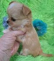 AKC Connor Long Coat, a male Chihuahua for sale in Emory, TX – Photo 8 of 10