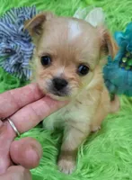 AKC Connor Long Coat, a male Chihuahua for sale in Emory, TX – Photo 4 of 10