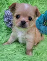 AKC Connor Long Coat, a male Chihuahua for sale in Emory, TX – Photo 1 of 10