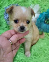 AKC Connor Long Coat, a male Chihuahua for sale in Emory, TX – Photo 2 of 10