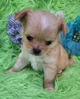 AKC Connor Long Coat, a male Chihuahua for sale in Emory, TX – Photo 3 of 10