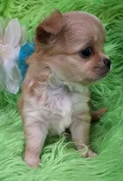 AKC Connor Long Coat, a male Chihuahua for sale in Emory, TX – Photo 7 of 10