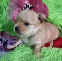 AKC Reba, a female Chihuahua for sale in Emory, TX – Photo 3 of 10