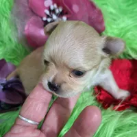 AKC Reba, a female Chihuahua for sale in Emory, TX – Photo 8 of 10